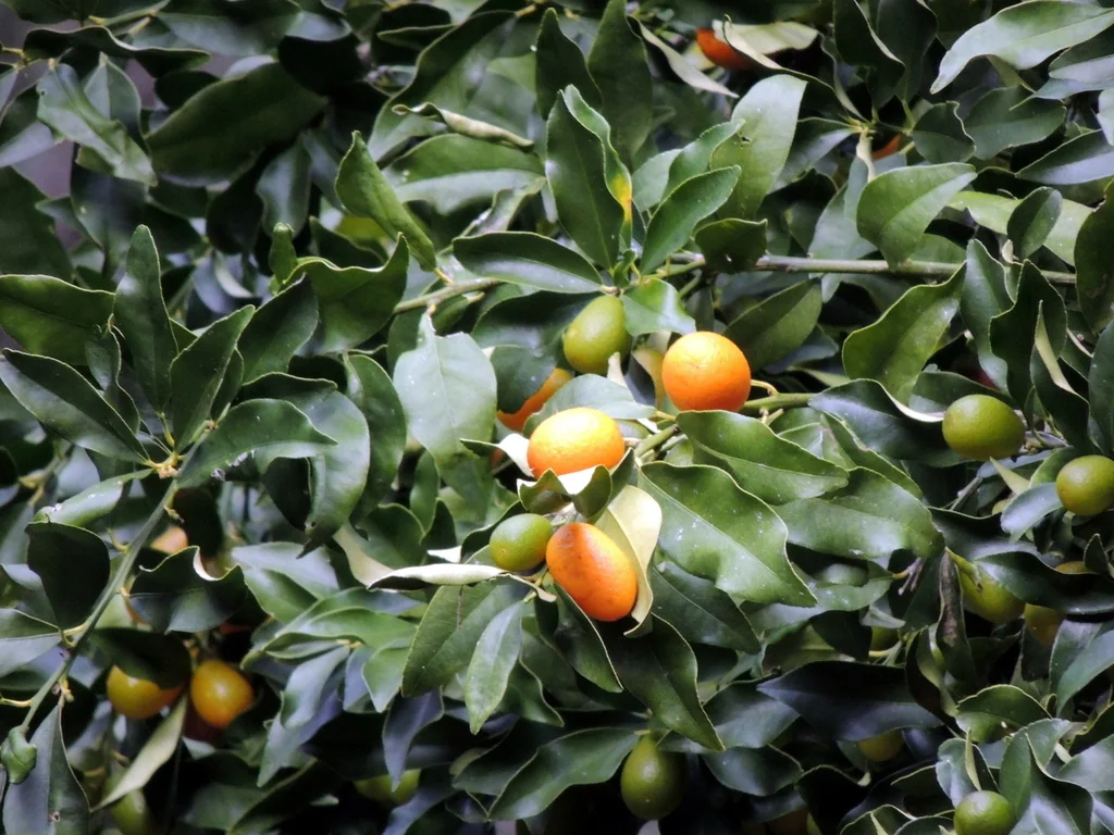 Citrus Japonica