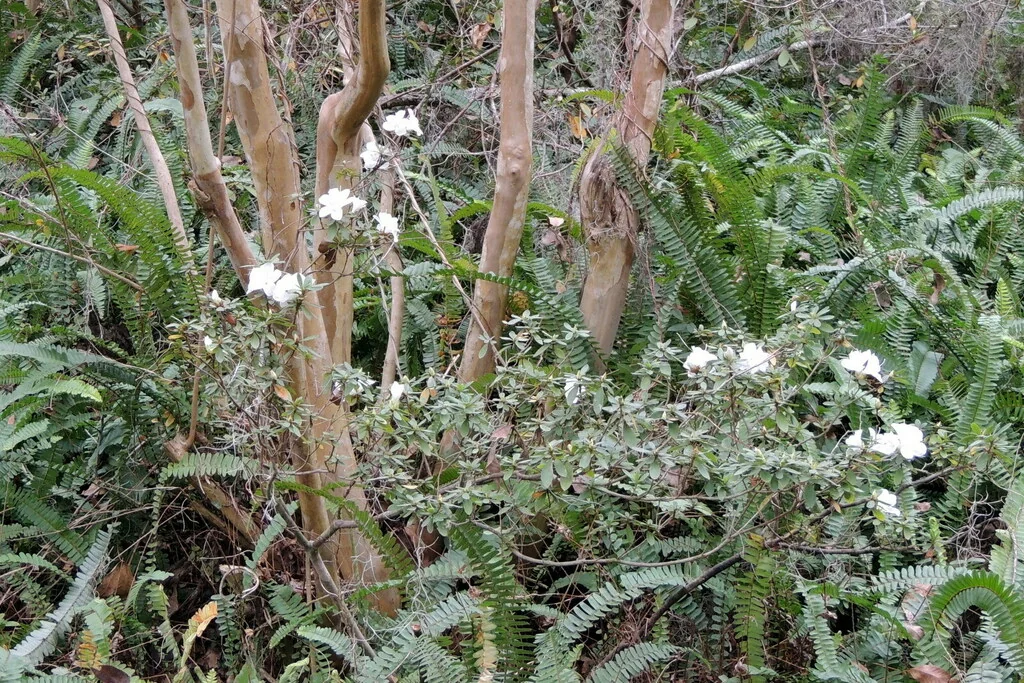 Rosa Laevigata