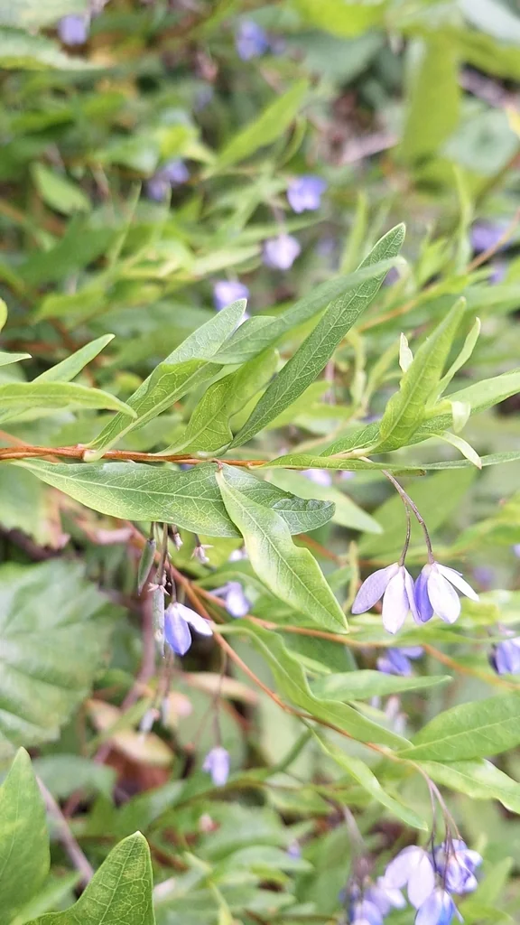 Sollya Heterophylla