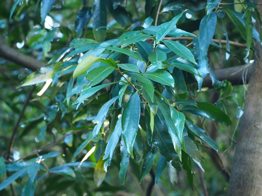 Syzygium Jambos