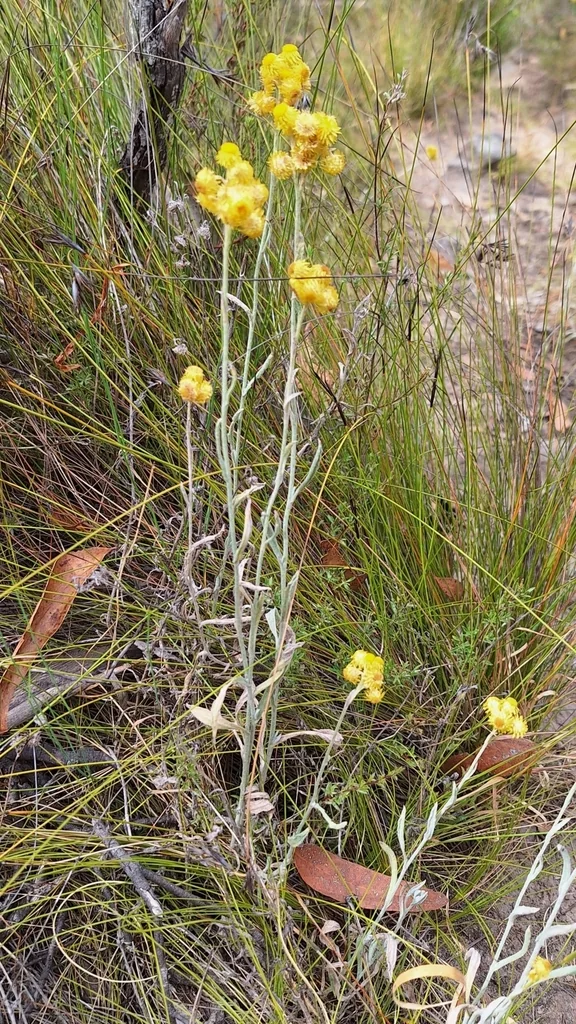 Chrysocephalum apiculatum