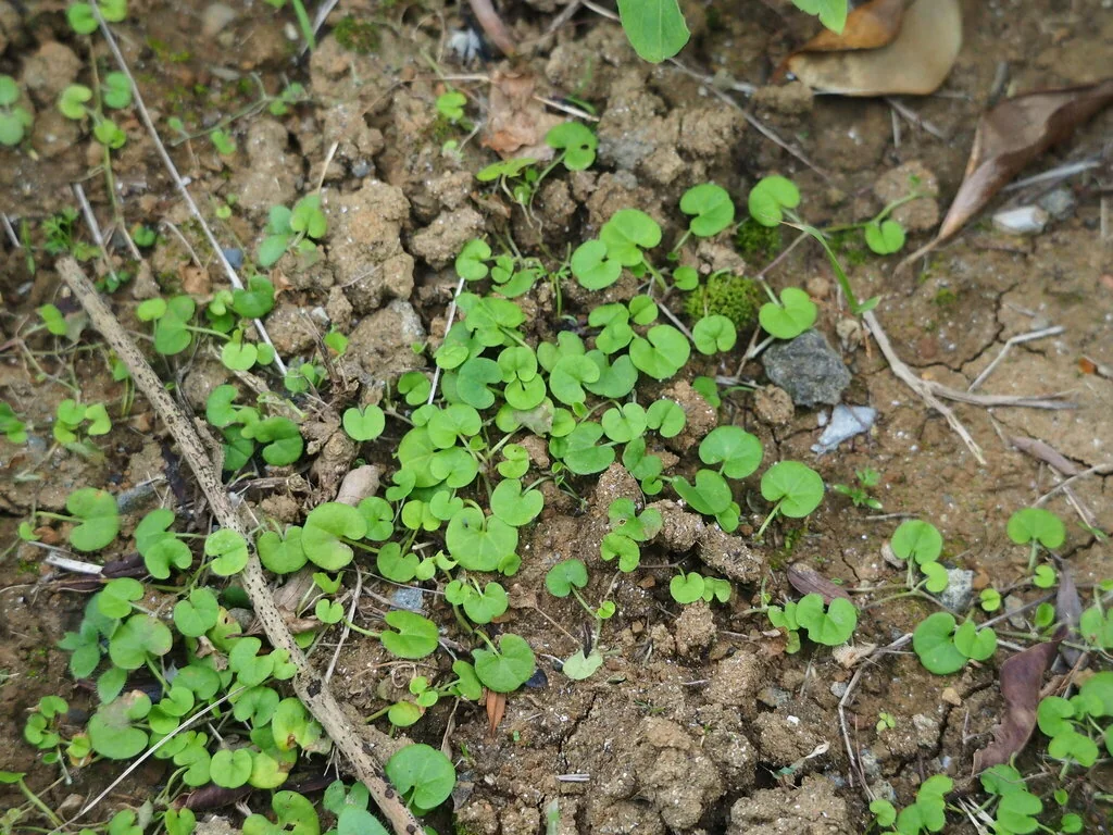 Dichondra Micrantha
