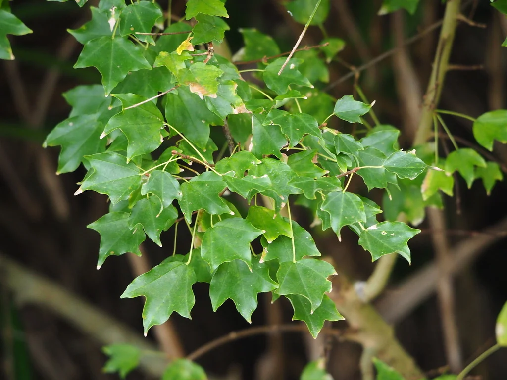 Acer Buergerianum