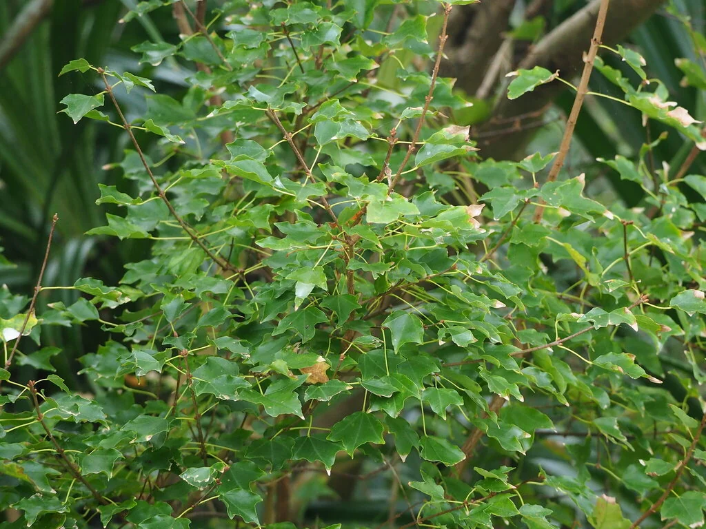 Acer Buergerianum