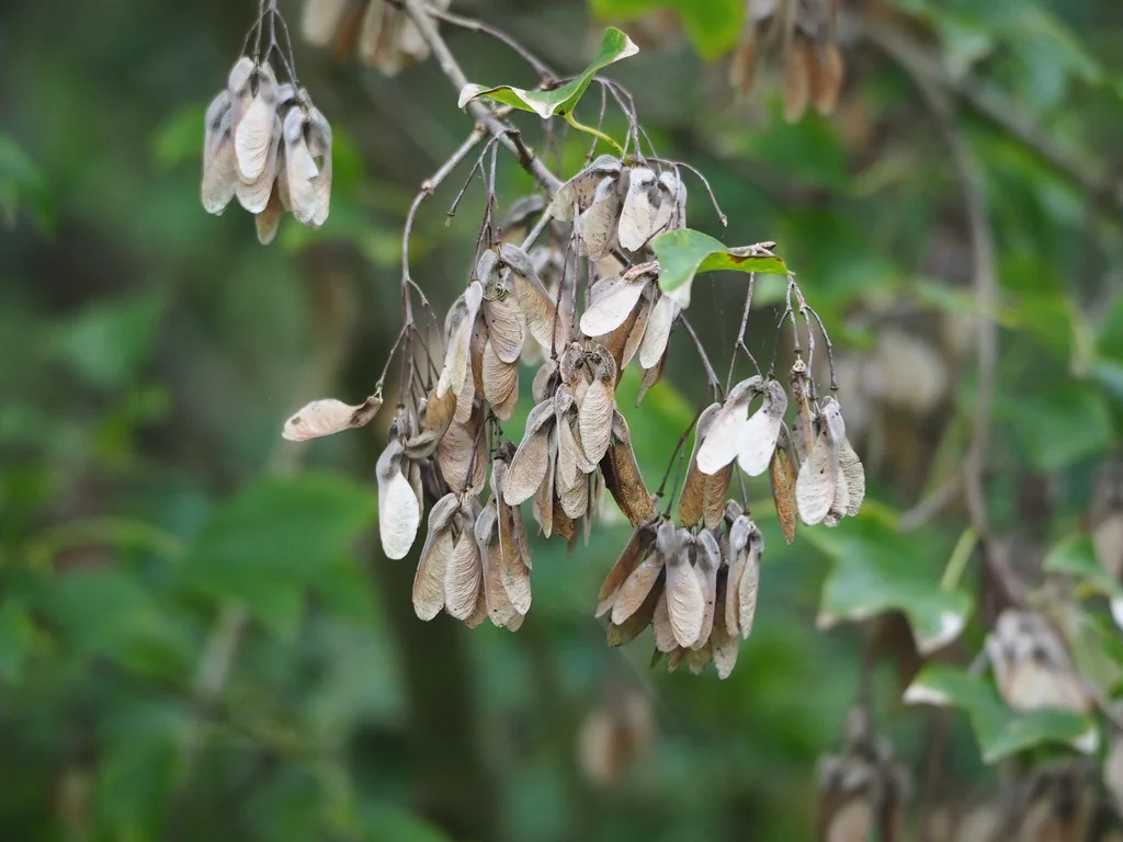 Acer Buergerianum