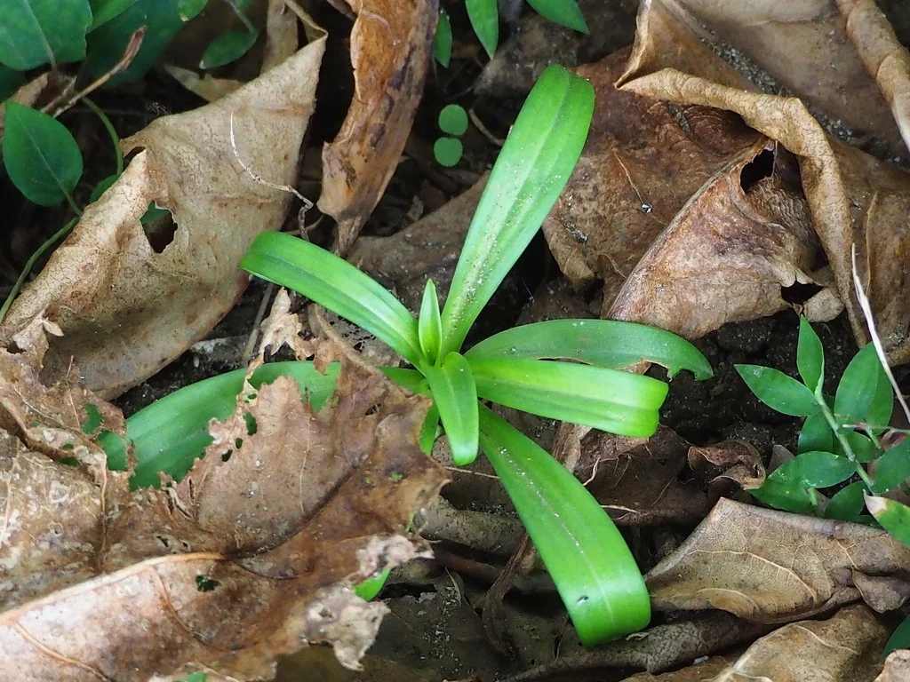 Lilium Longiflorum