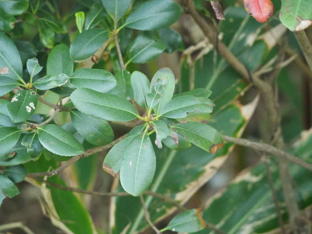 Rhaphiolepis Umbellata