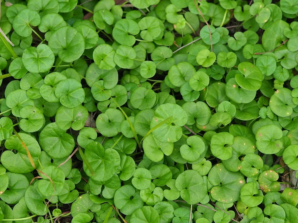 Dichondra Micrantha