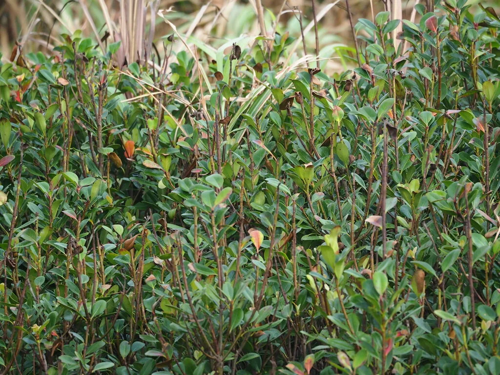 Rhaphiolepis Umbellata