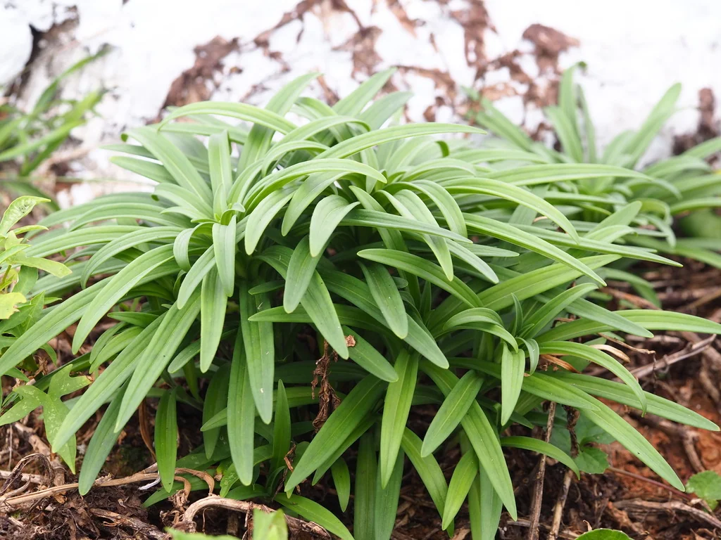 Lilium Longiflorum