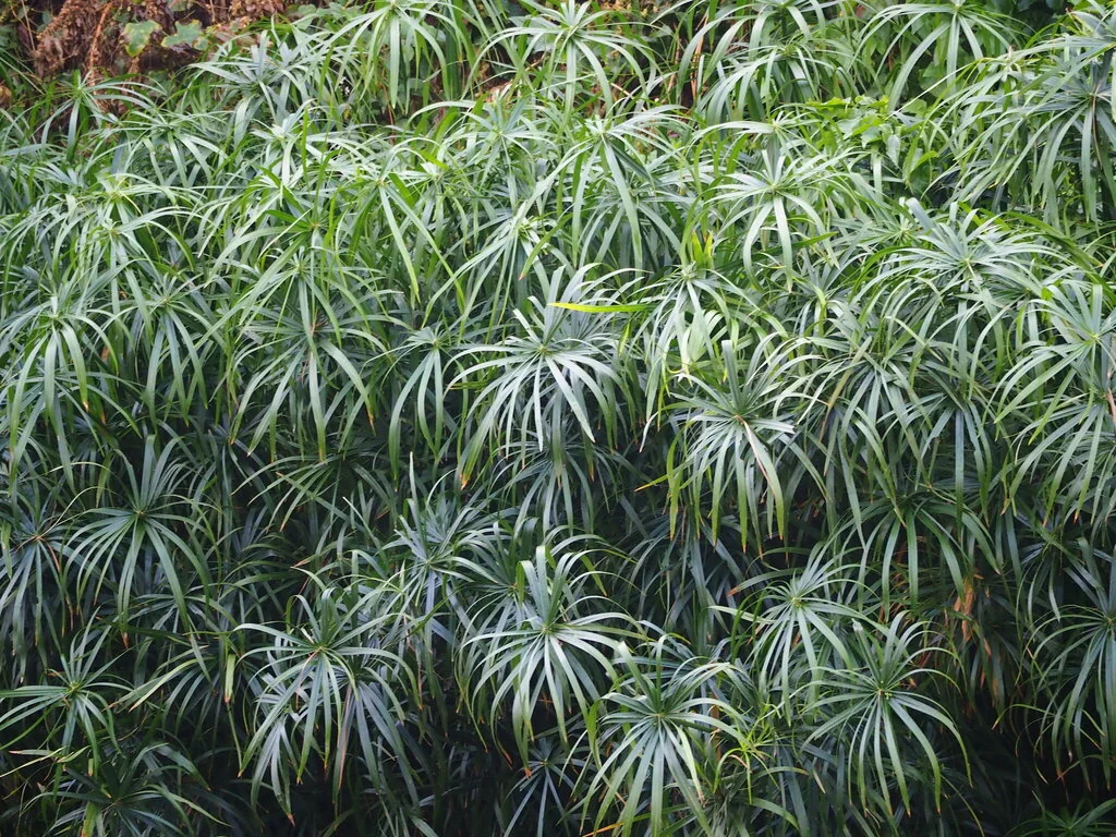 Cyperus involucratus