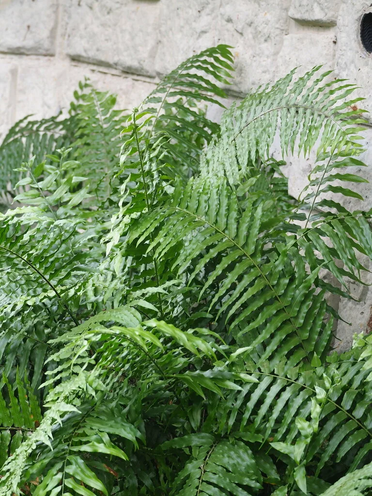 Nephrolepis biserrata