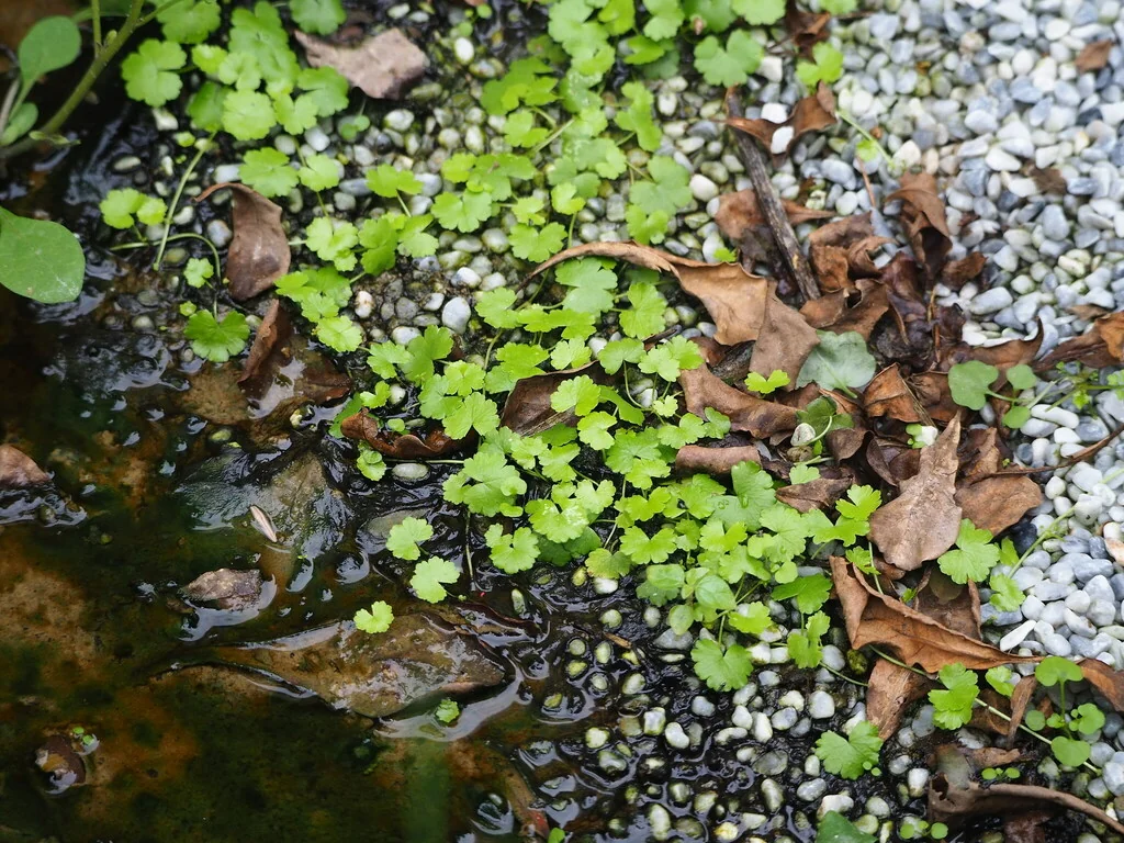 Hydrocotyle Sibthorpioides