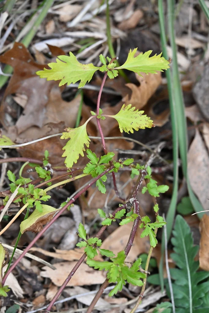 Conoclinium Greggii