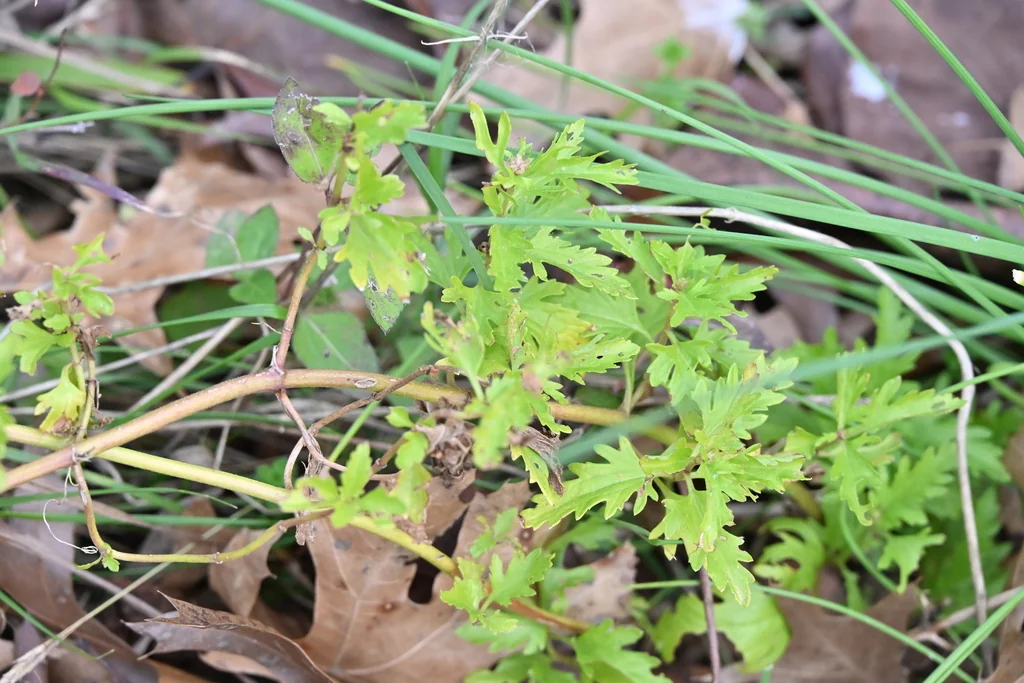 Conoclinium Greggii