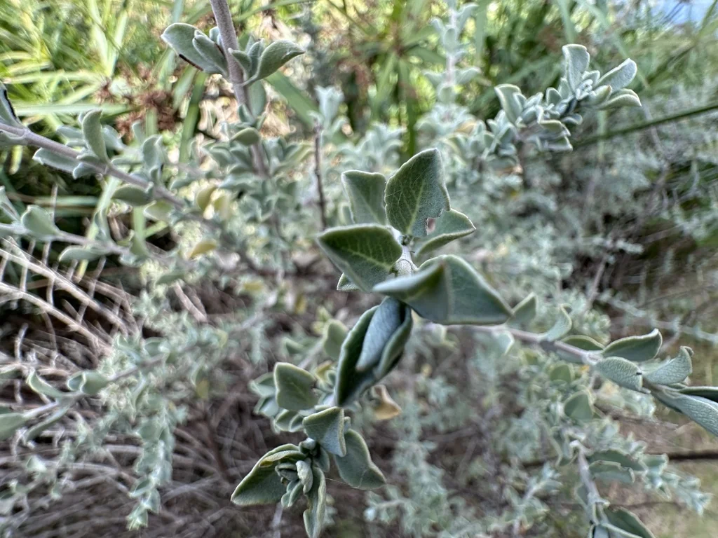 Salvia Africana-Lutea