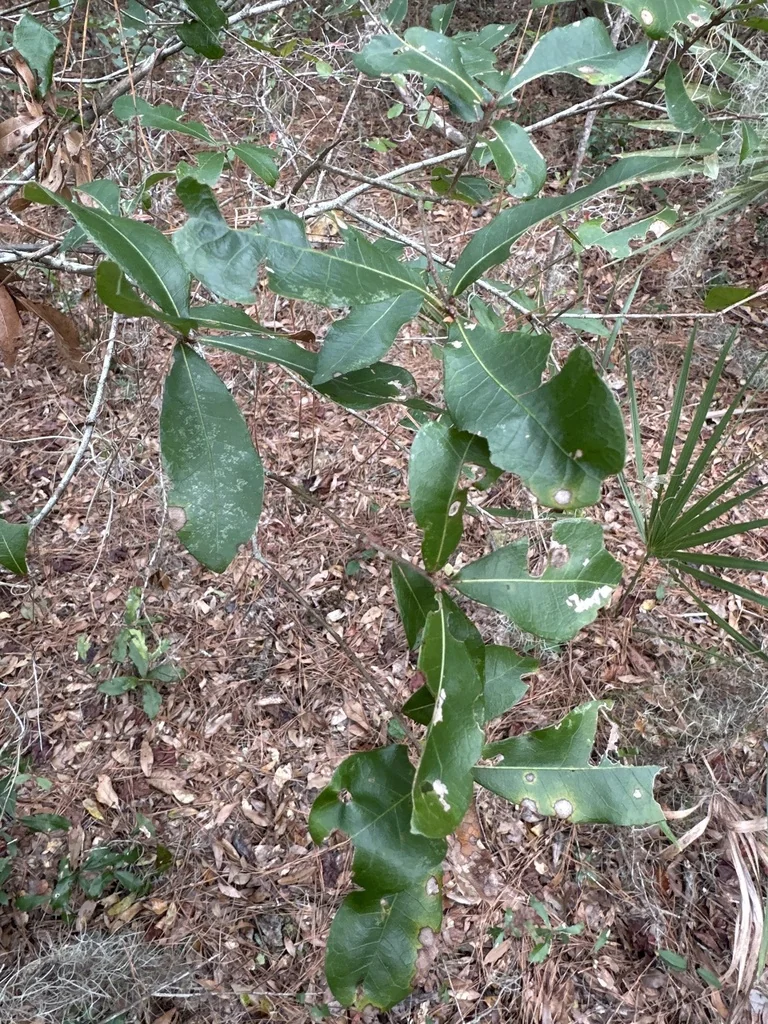 Quercus laurifolia