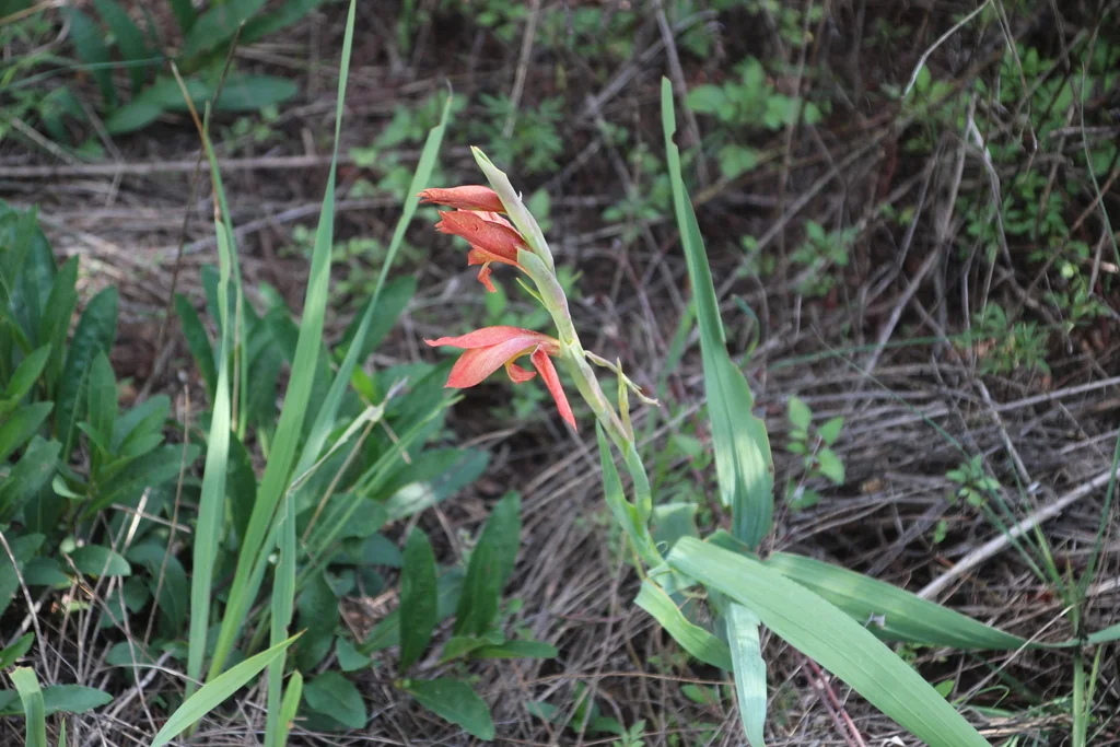 Gladiolus Dalenii