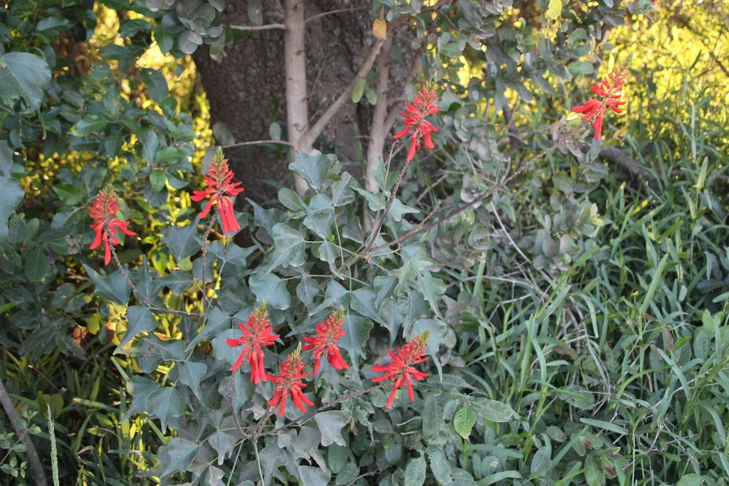 Erythrina Humeana