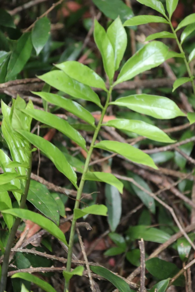 Zamioculcas Zamiifolia
