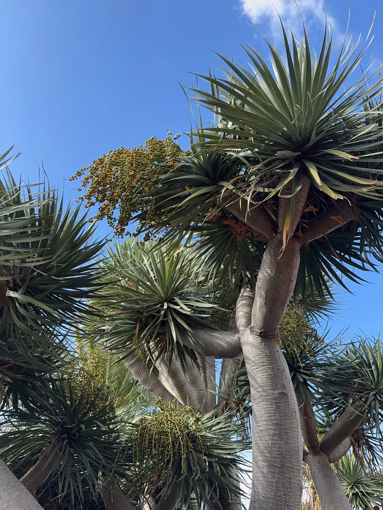 Dracaena Draco