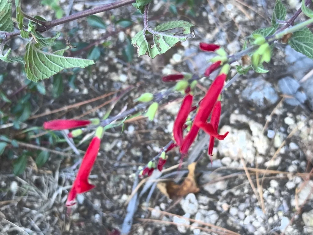 Salvia Elegans