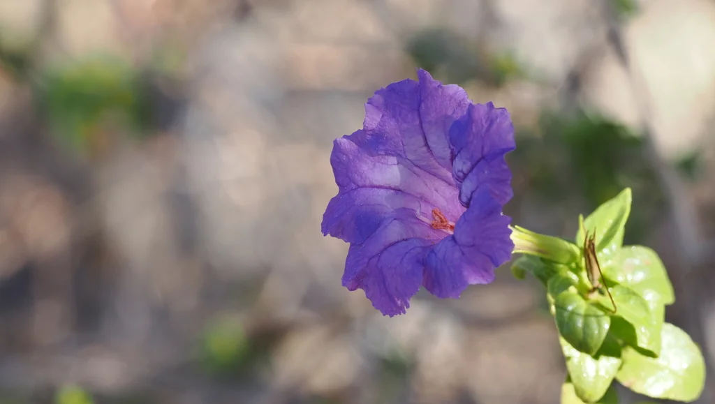 Ruellia Californica