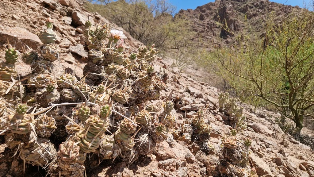 Tephrocactus Articulatus