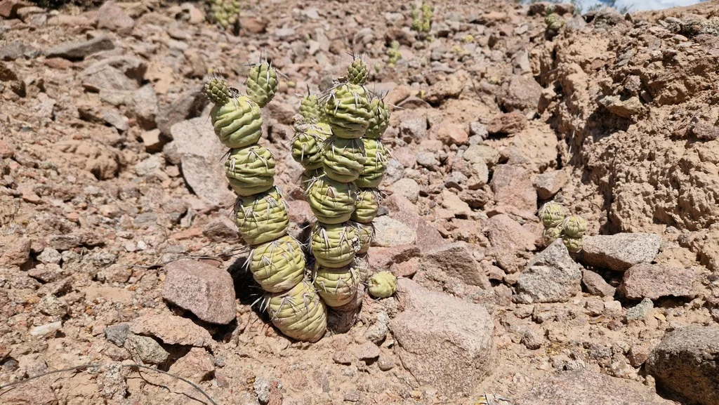 Tephrocactus Articulatus