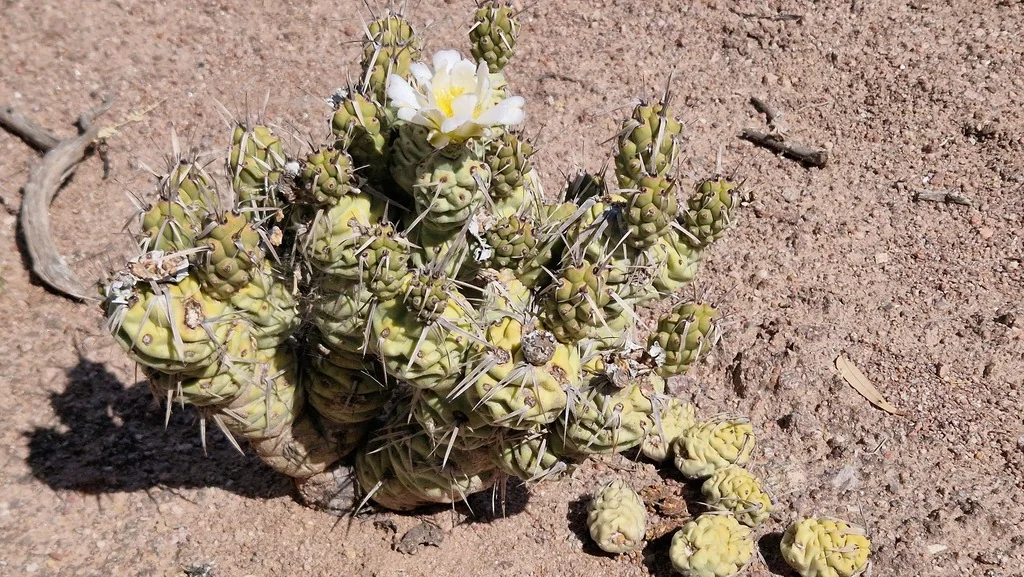 Tephrocactus Articulatus