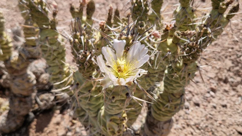 Tephrocactus Articulatus