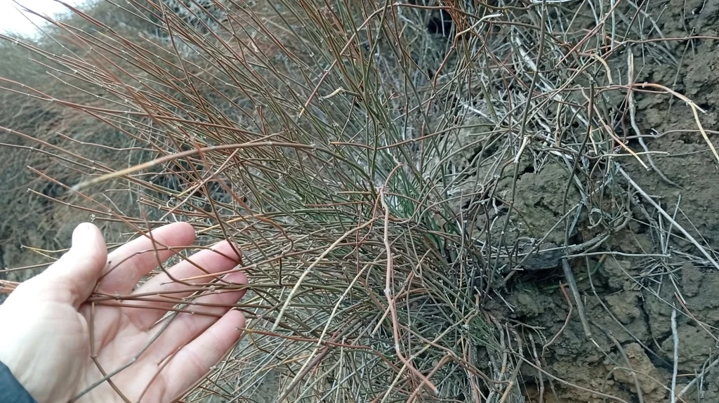 Ephedra Distachya