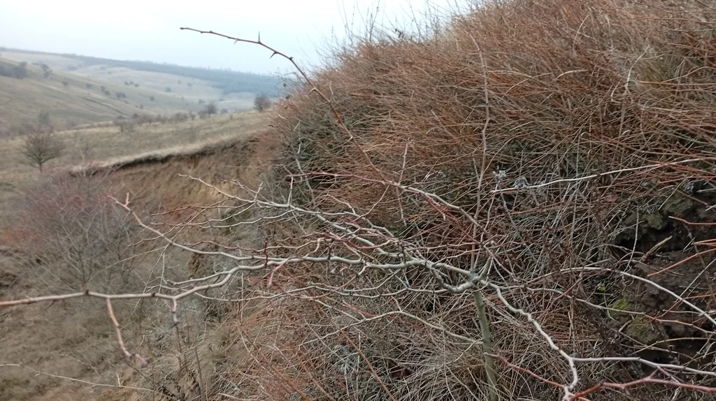 Ephedra Distachya