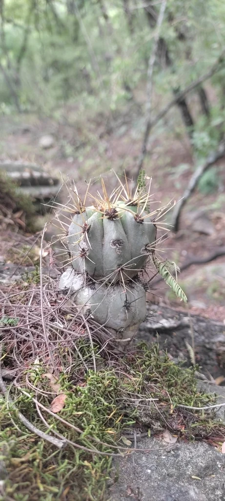 Echinopsis Terscheckii