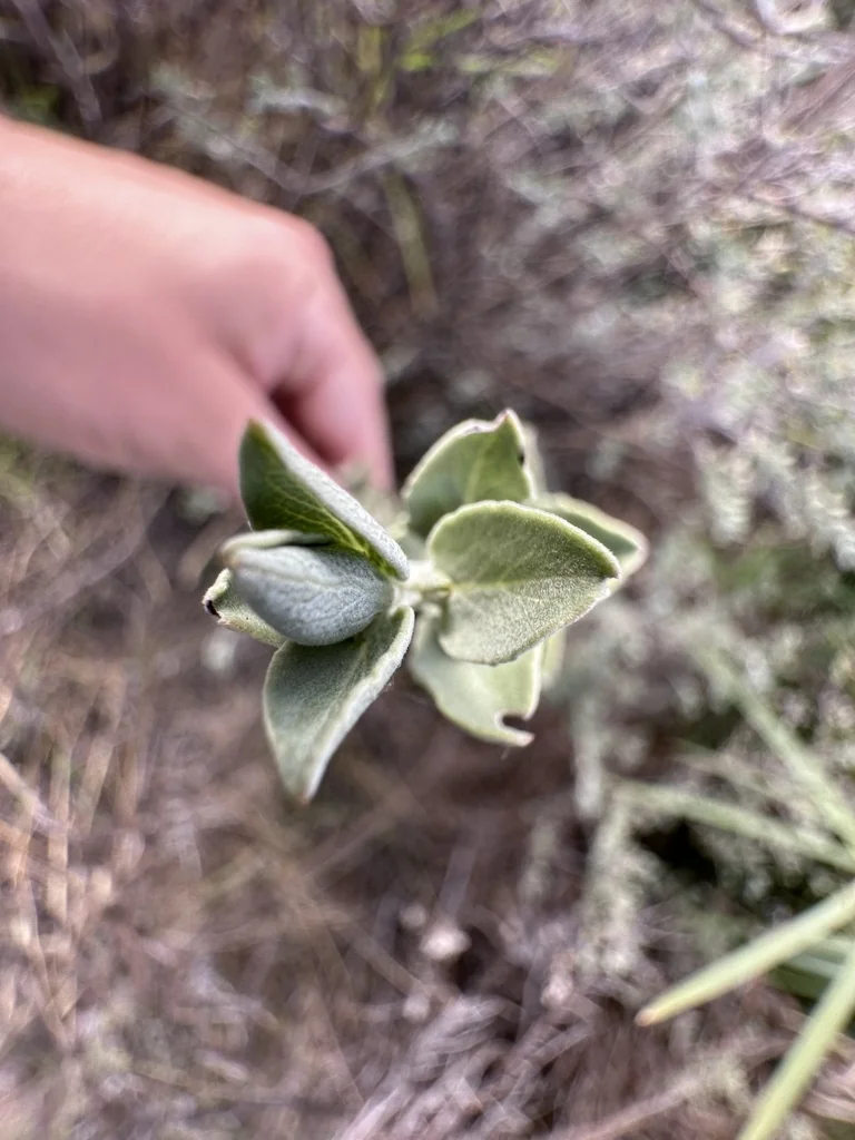 Salvia Africana-Lutea