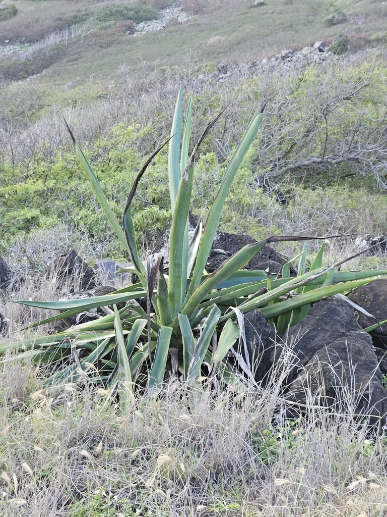 Agave Sisalana