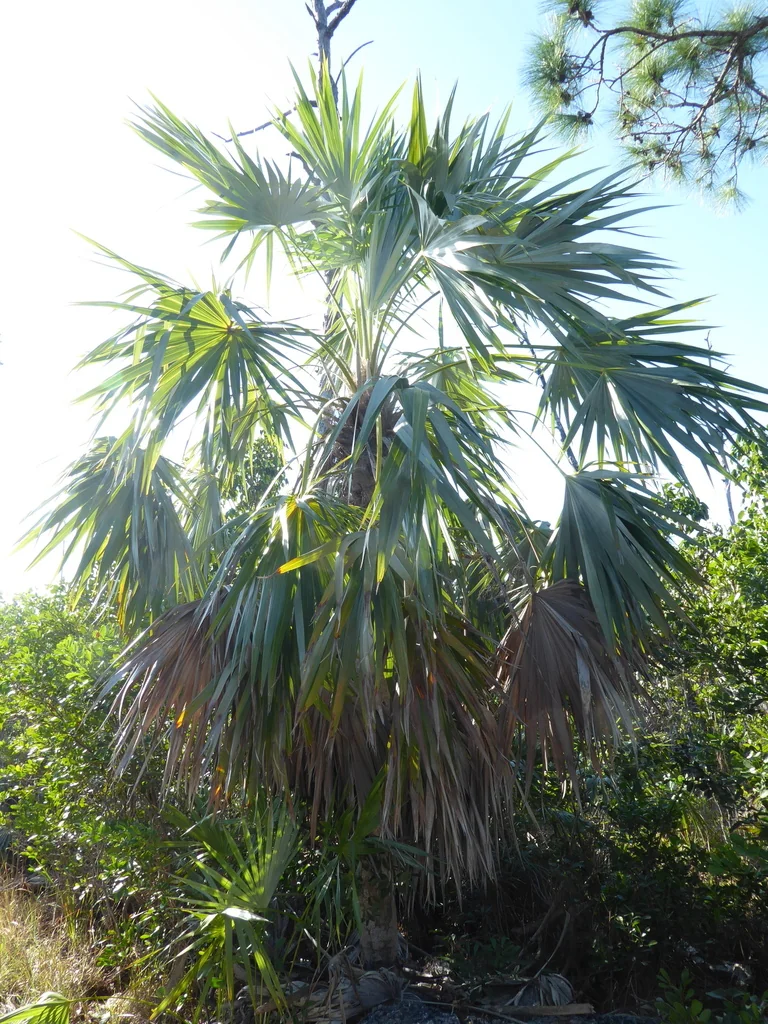 Leucothrinax Morrisii