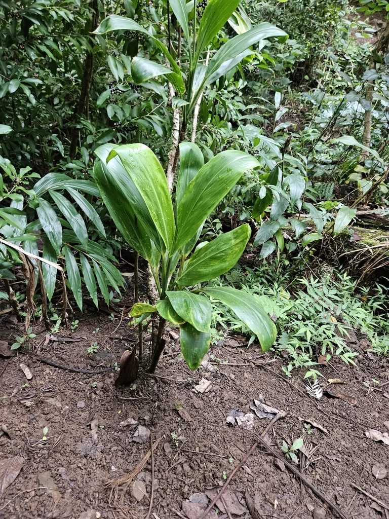 Cordyline fruticosa