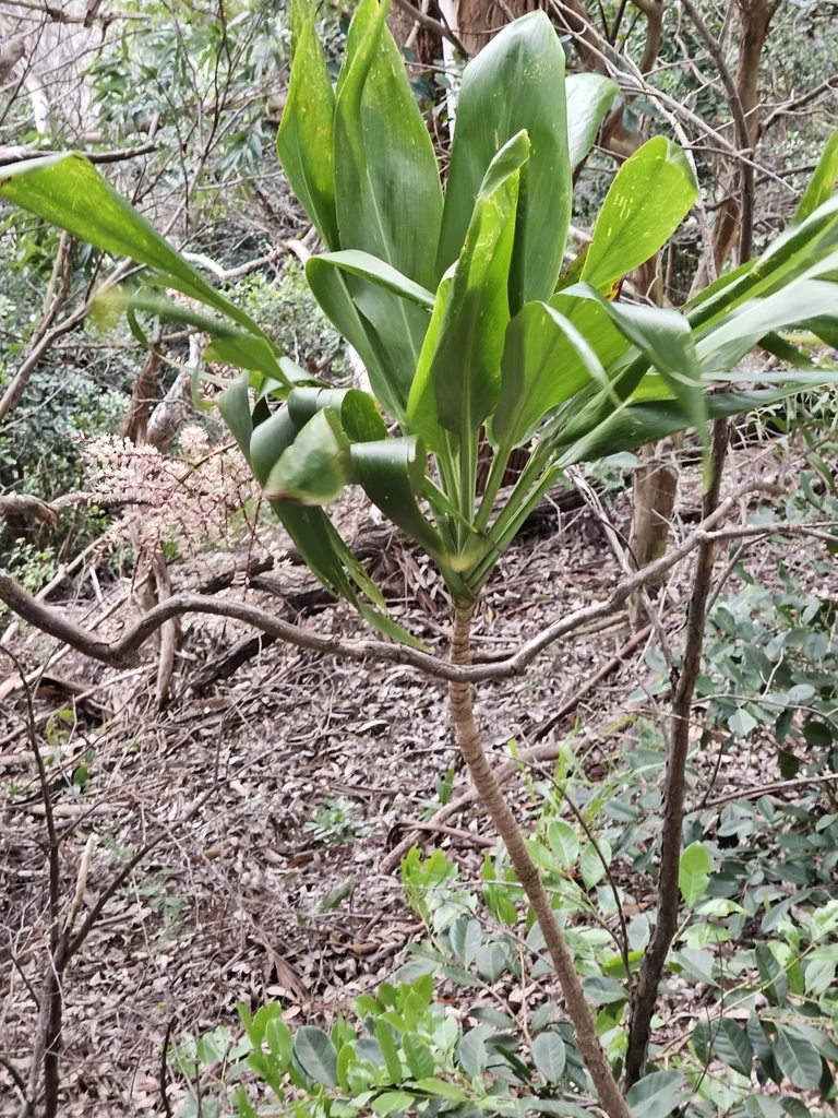 Cordyline fruticosa
