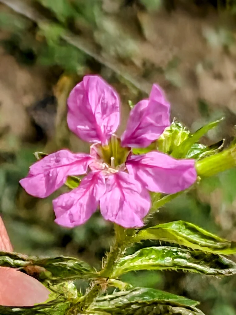 Cuphea Hyssopifolia