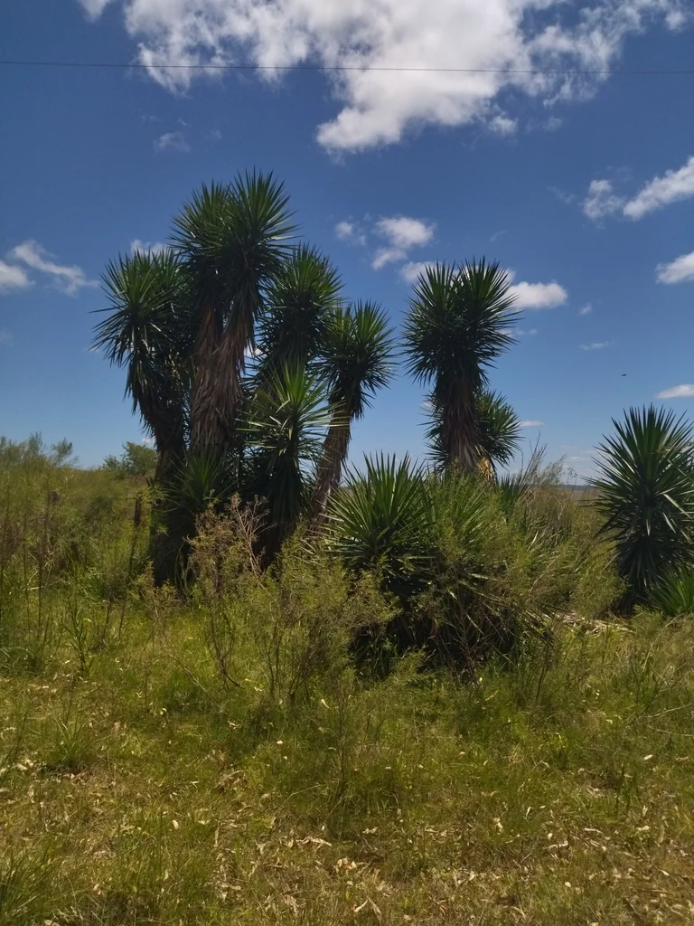 Yucca Aloifolia