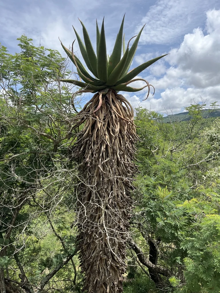 Aloe Marlothii