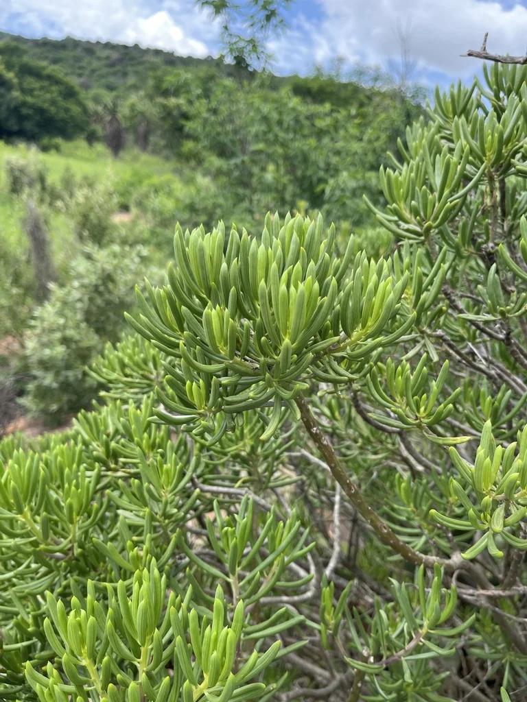 Senecio Barbertonicus