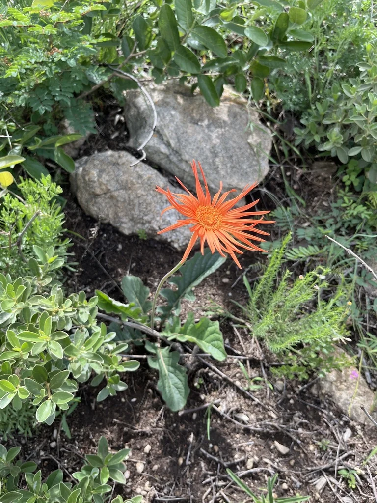 Gerbera Jamesonii