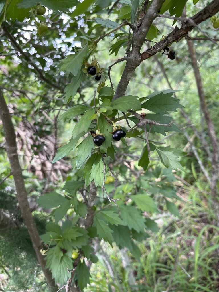 Clerodendrum Ugandense