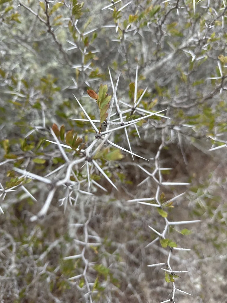 Acacia Rigidula