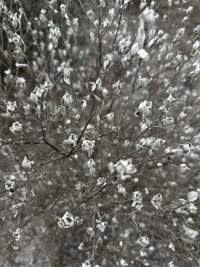 Leucophyllum Frutescens