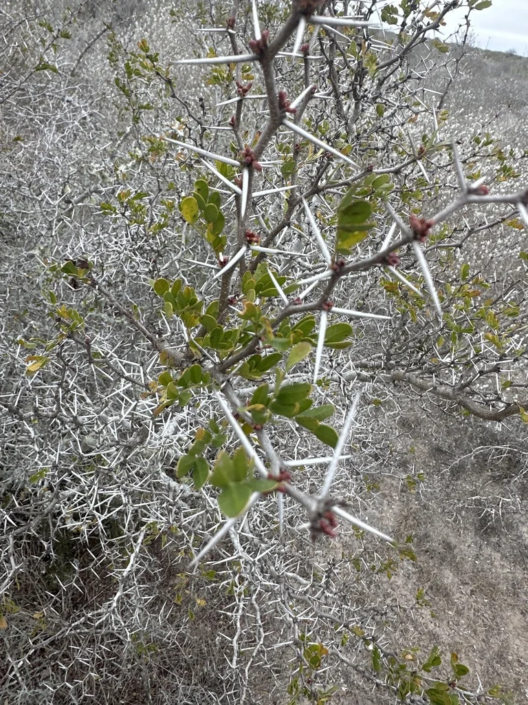 Acacia Rigidula