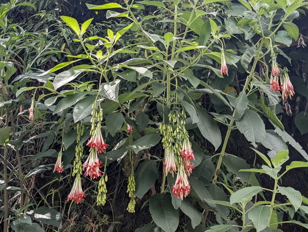 Fuchsia Boliviana