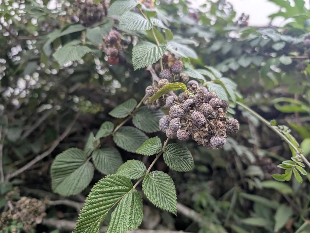 Rubus Niveus